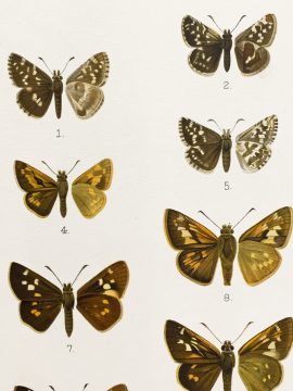 Antique Entomology Lithograph - Butterfly Plate (1892)