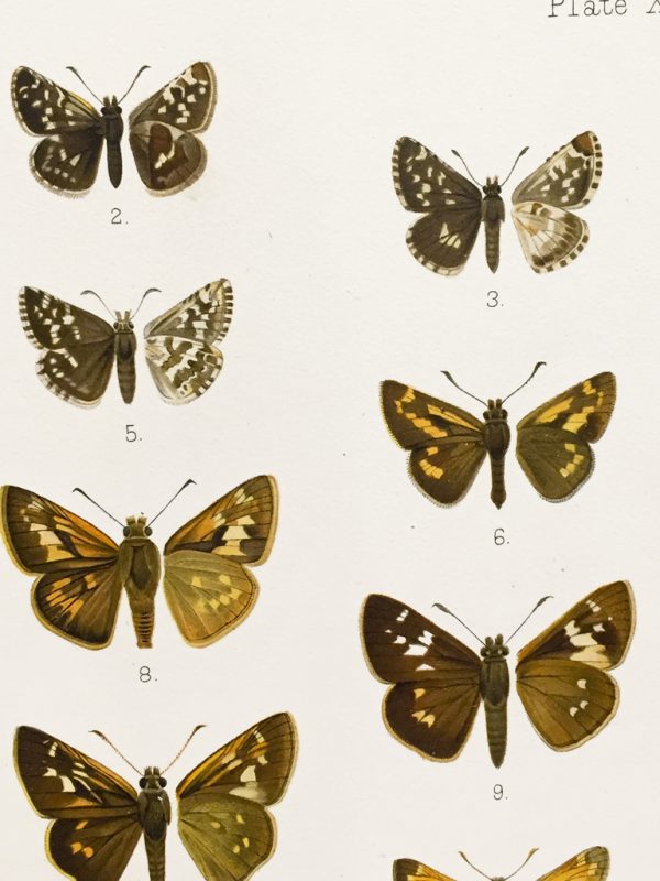 Antique Entomology Lithograph - Butterfly Plate (1892)