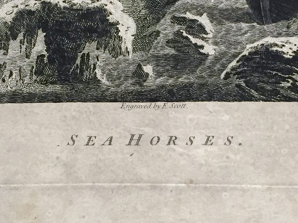 Cook Engraving - Sea Horses